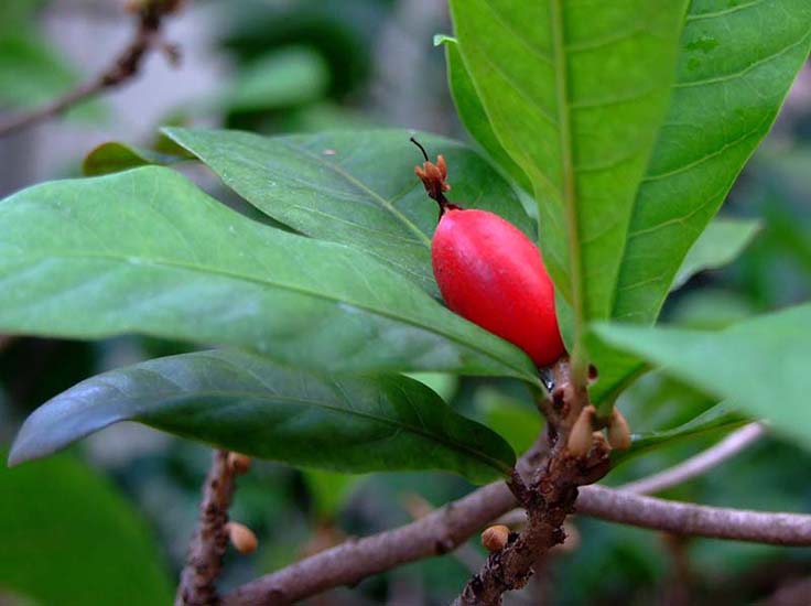 The 'miracle berry' (Synsepalum dulcificum)
