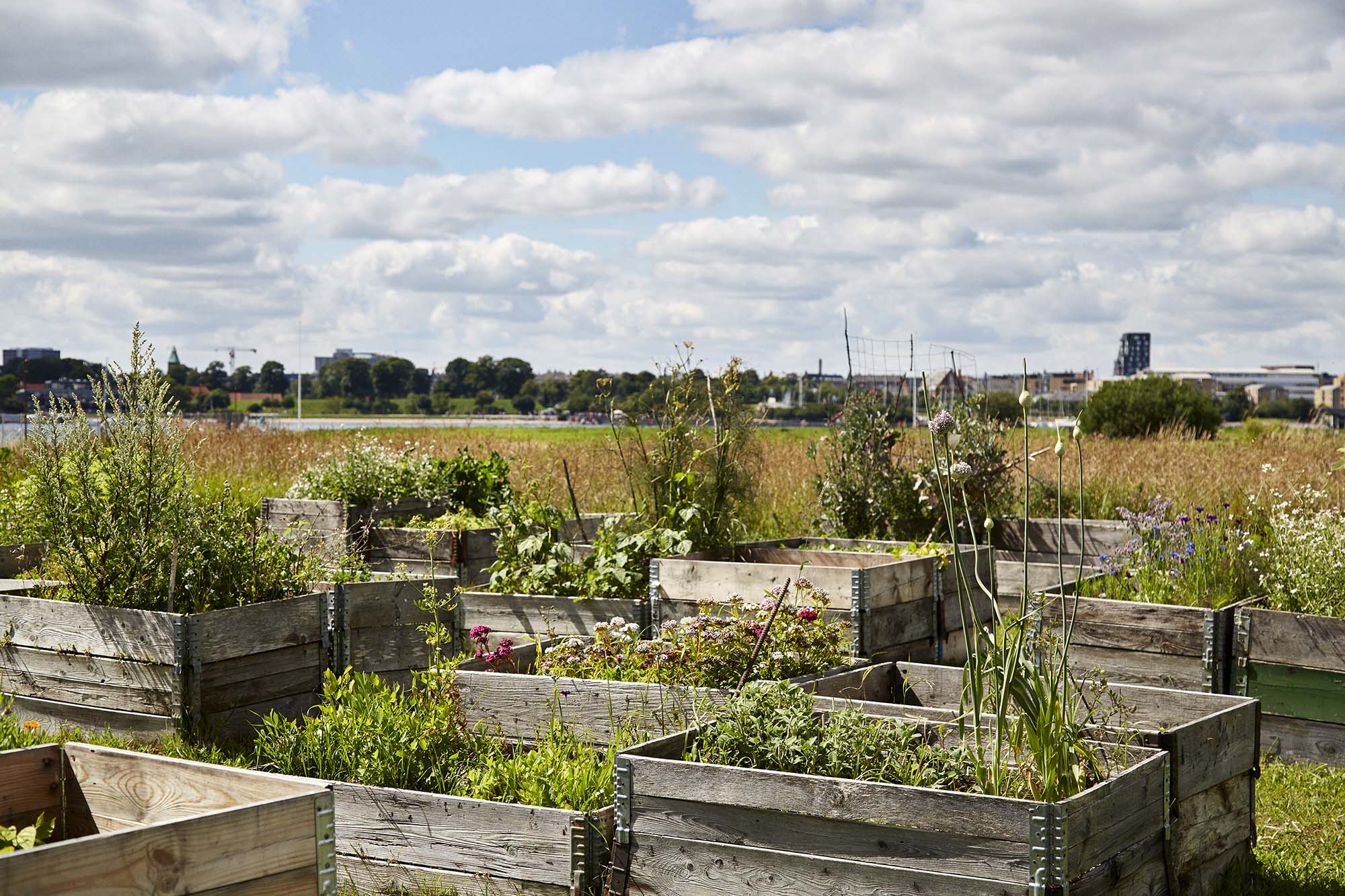 Broaden & Build, Amass Urban Garden