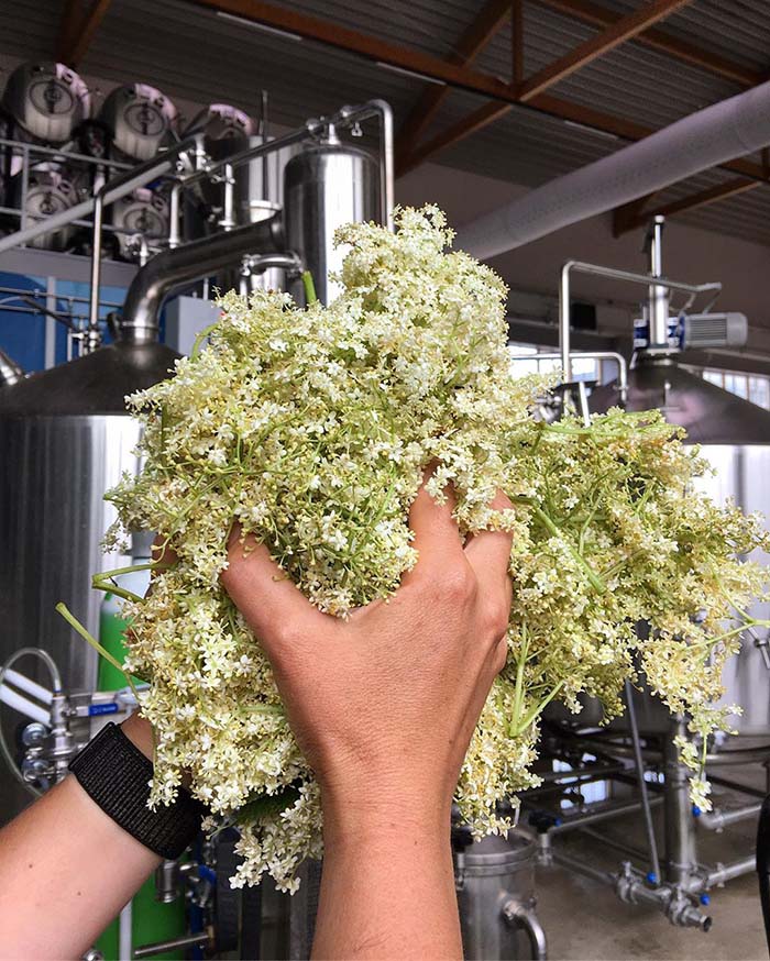 Brewing a golden ale infused with elderflower foraged around the local area of Refshaleøen