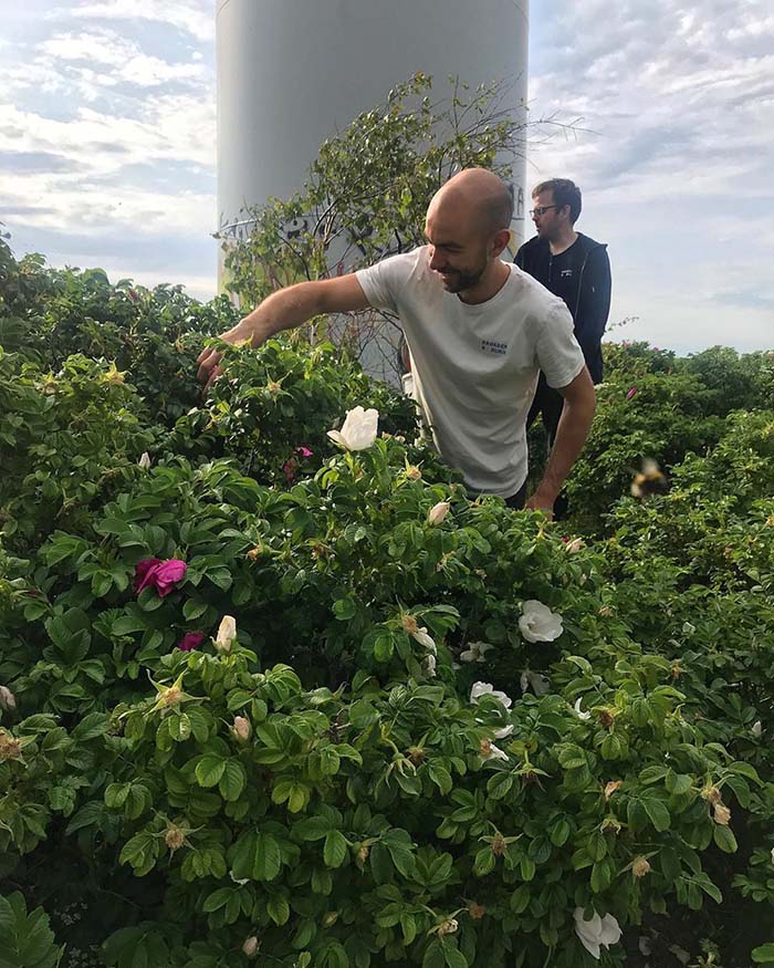 The team foraging for wild rose petals to be added to gose, Inoculate