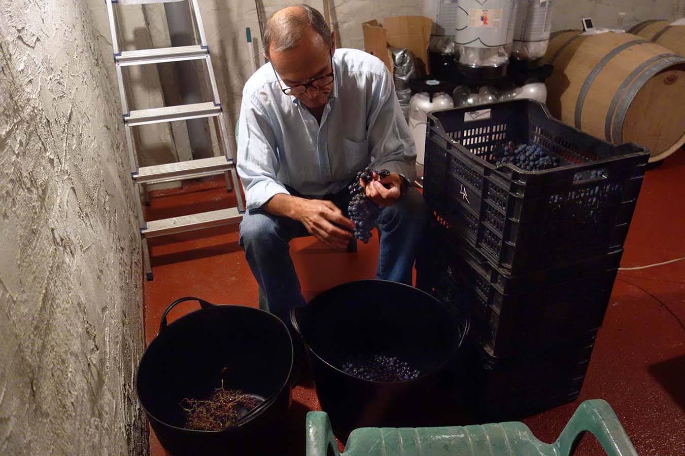 Hugo's dad helping with the winemaking