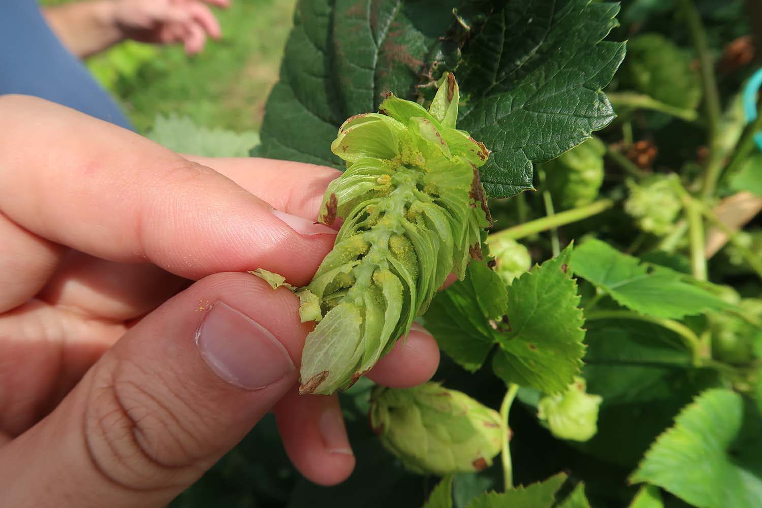 Hugo inspecting local hops in Galicia